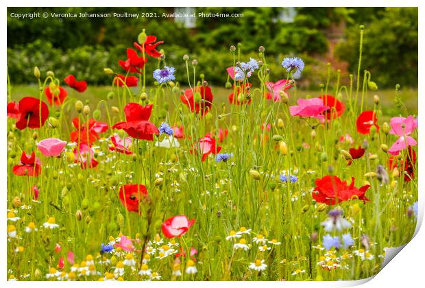 Wildflowers with Poppies Print by Veronica in the Fens