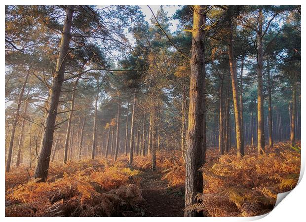 Late autumn afternoon in the woods  Print by Martin Noakes