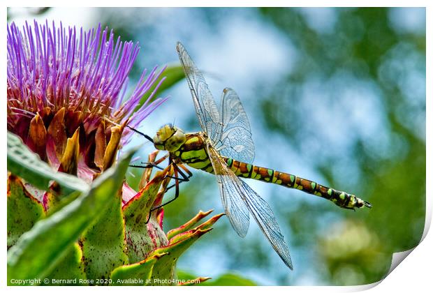 Souther Hawker Dragonfly Print by Bernard Rose Photography