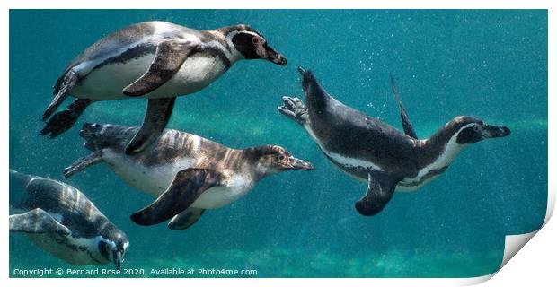 Humboldt Penguins at Chester Zoo Print by Bernard Rose Photography