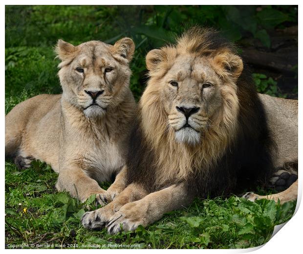 Asiatic Lions at Chester Zoo Print by Bernard Rose Photography