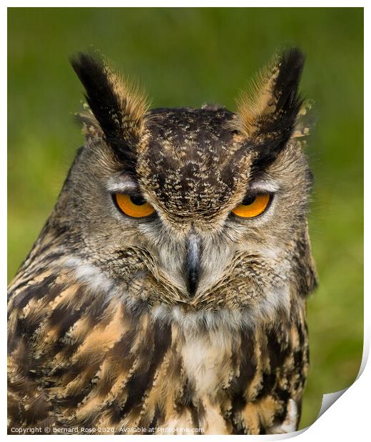Eagle Owl Print by Bernard Rose Photography