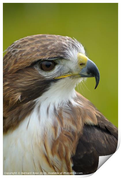 Red Tailed Buzzard Print by Bernard Rose Photography