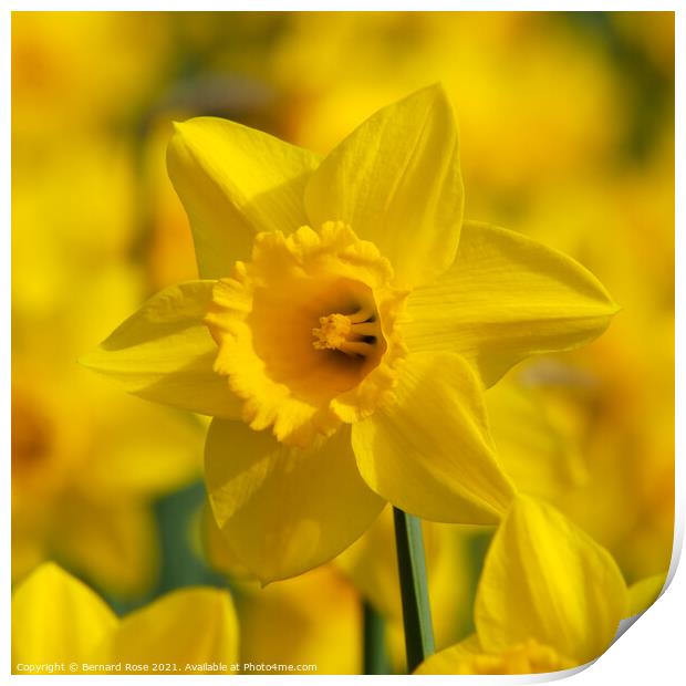 Daffodil Macro Print by Bernard Rose Photography