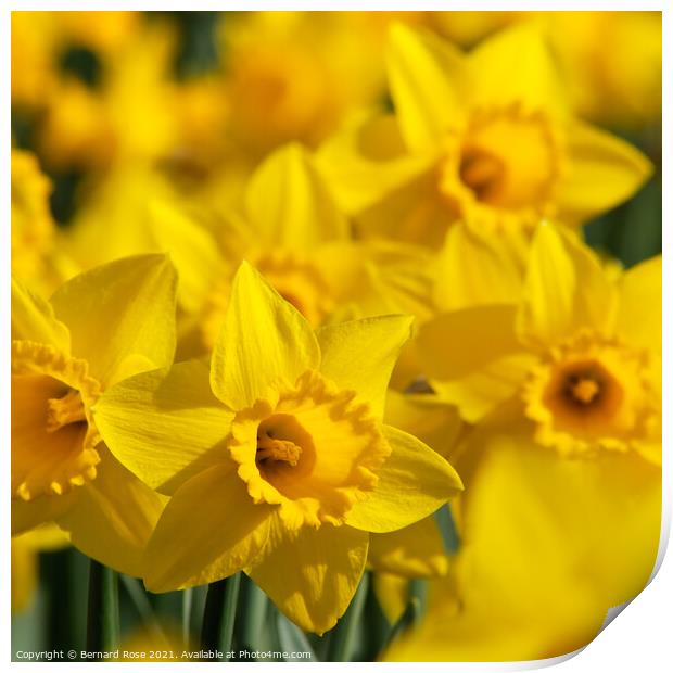 Daffodils Print by Bernard Rose Photography