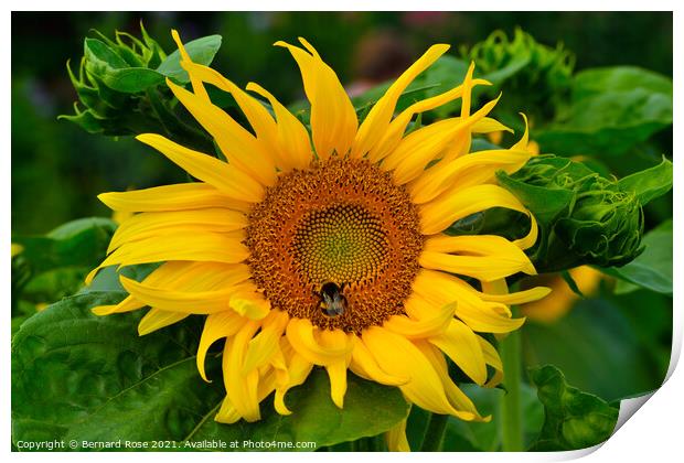 Sunflower and Bee Print by Bernard Rose Photography