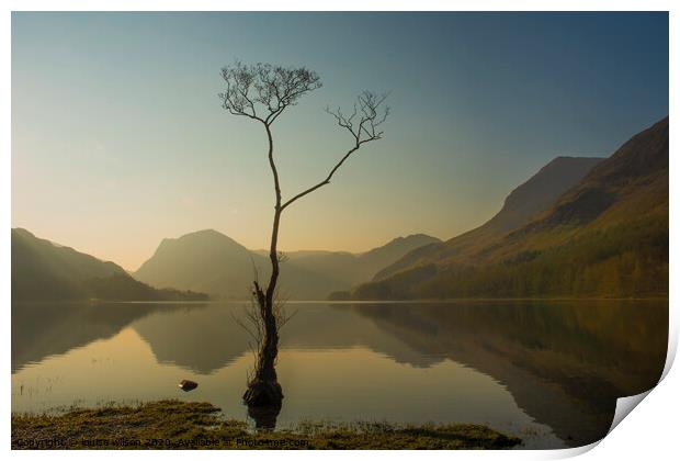 The lone tree Print by louise wilson