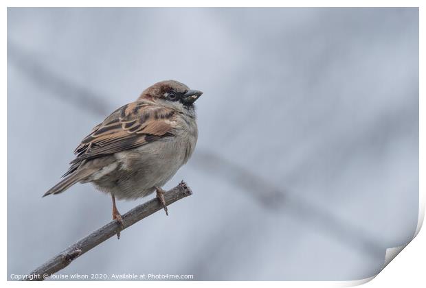 bird on a branch Print by louise wilson