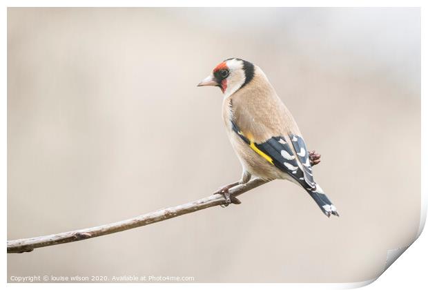 bird on a branch Print by louise wilson