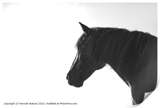 Horse Mono Portrait 2 Print by Hannah Watson