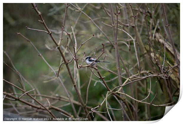 Long Tailed Tit Print by Hannah Watson