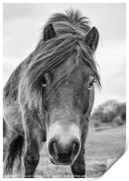 Exmoor Pony 1 Print by Hannah Watson