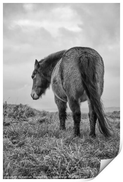 Exmoor Pony 2 Print by Hannah Watson