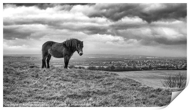Exmoor Pony 5 Print by Hannah Watson