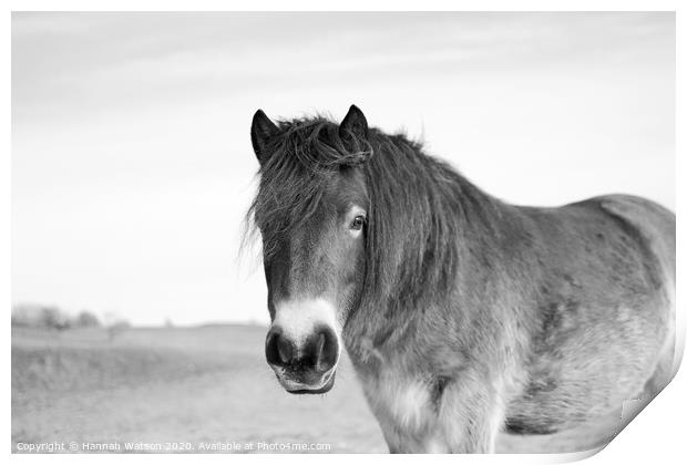 Exmoor Pony 6 Print by Hannah Watson