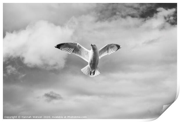 Seagull 2 Print by Hannah Watson
