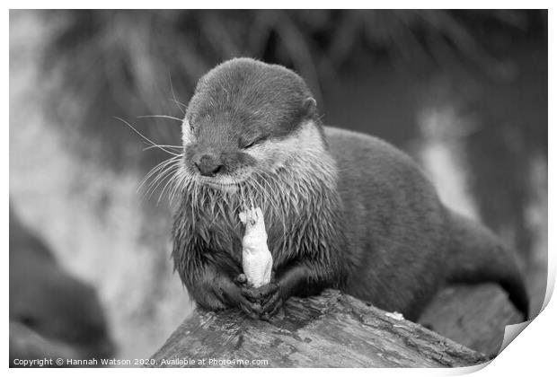 Otter 2 Print by Hannah Watson