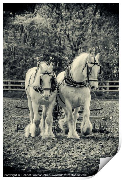Plough Horses 1 Print by Hannah Watson