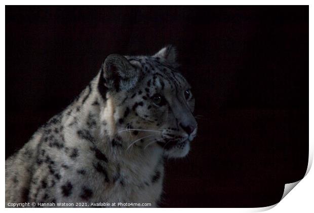 Snow Leopard 1 Print by Hannah Watson