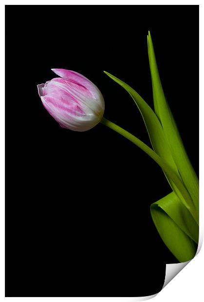 tulip Print by Eddie Howland