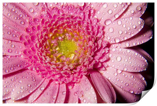 petals and drops Print by Eddie Howland