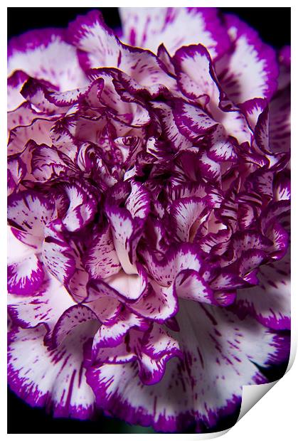 Purple carnation Print by Eddie Howland