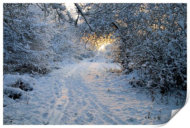 Sunrise at Ditchling Common in the snow Print by Eddie Howland