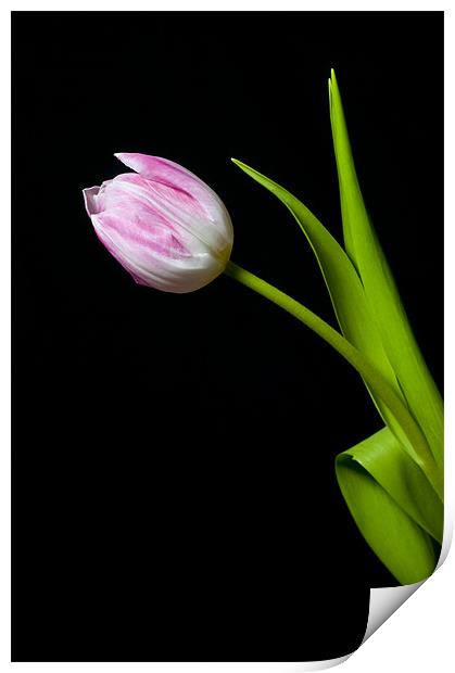 Tulip Print by Eddie Howland