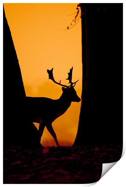 Deer Silouette Print by Eddie Howland