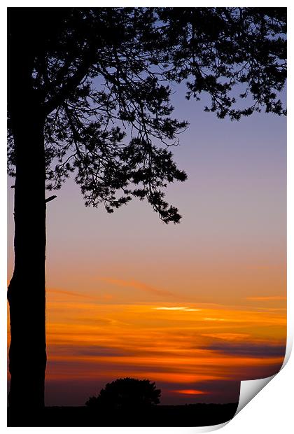 Tree in the sunset Print by Eddie Howland