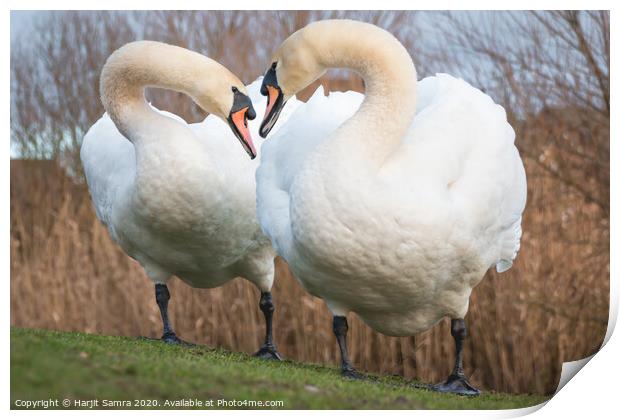 Swan Duo Print by Harjit Samra