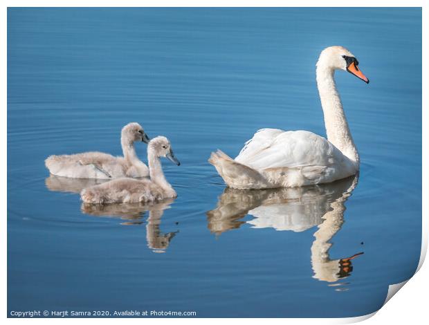 Blue Swan Print by Harjit Samra