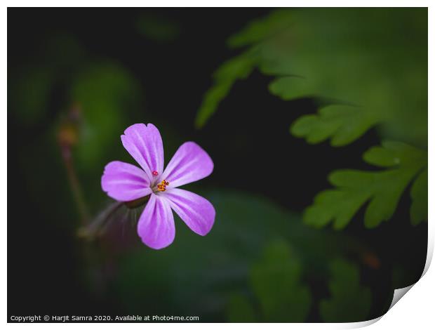 Purple Flower Print by Harjit Samra