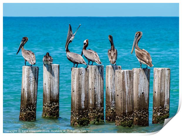 Brown Pelicans in Treasure Beach, Jamaica Print by Karol Kozlowski