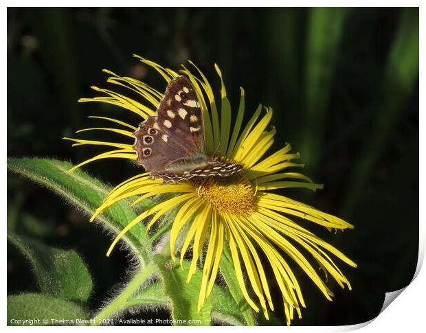 Butterfly at rest Print by Thelma Blewitt