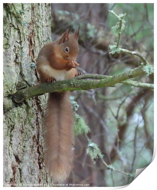 Red Squirrel Dining Print by Thelma Blewitt