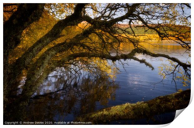 Autumn afternoon golden glow Print by Andrew Davies
