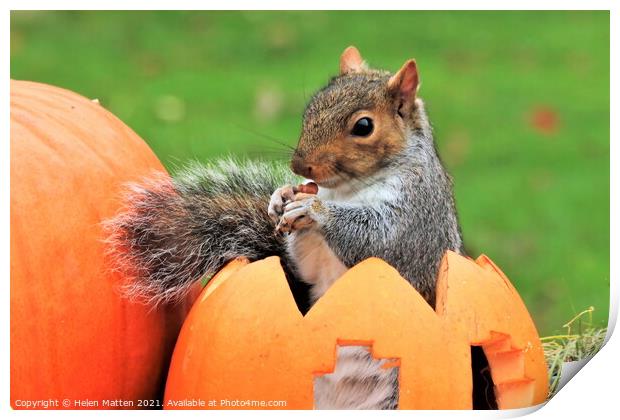 Grey Squirrel sitting in a carved pumpkin  Print by Helkoryo Photography