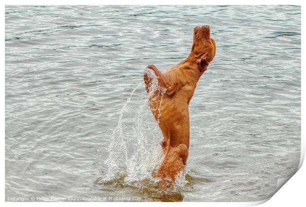  Vizsla dog The leap Wischler Print by Helkoryo Photography