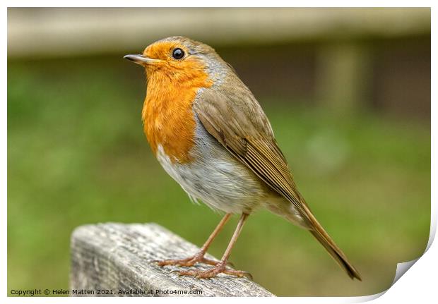 European Robin Redbreast Erithacus rubecula looking up Print by Helkoryo Photography