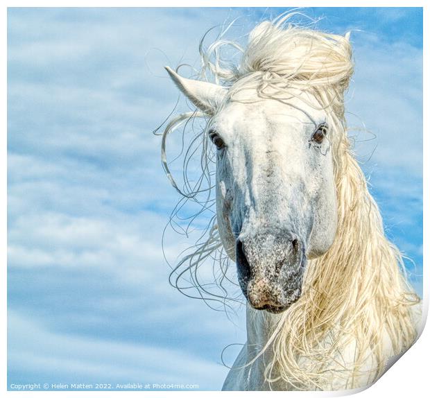 Camargue White Stallion Horse Headshot Print by Helkoryo Photography