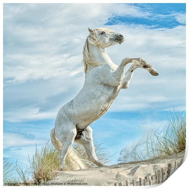 Camargue White Stallion Horse rearing 1 colour Print by Helkoryo Photography