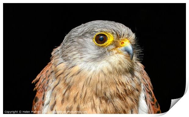 Common Kestrel Falco Tinnunculus close up 1 Print by Helkoryo Photography