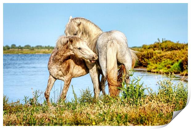 Two young stallions playing 1 Print by Helkoryo Photography