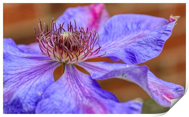 Enchanting Lilac Clematis Print by Helkoryo Photography