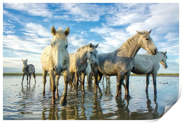 Playful Camargue Mares Print by Helkoryo Photography