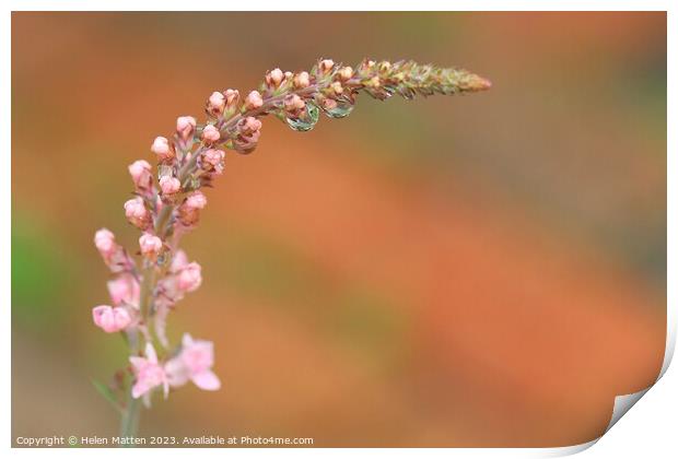Ethereal Blossom after the rain Print by Helkoryo Photography