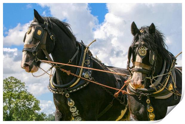 Shire Horses working together Print by Helkoryo Photography