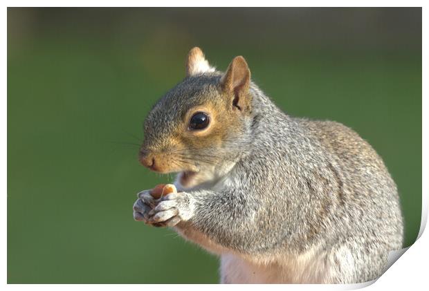A close up of a squirrel eating peanuts Print by Helkoryo Photography