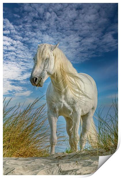 Lunch in the Sand dunes Print by Helkoryo Photography